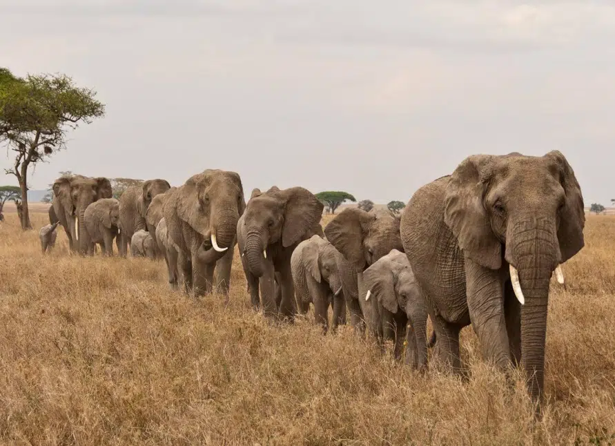 Les éléphants d’Afrique en “danger imminent” d’extinction, selon la CITES
